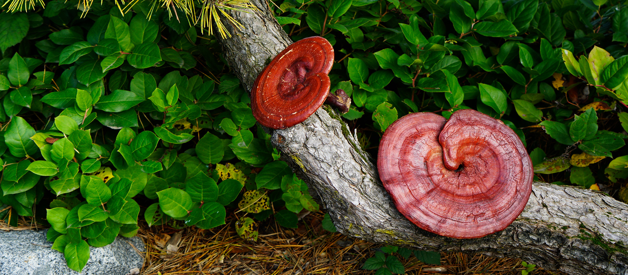 Red Reishi Style