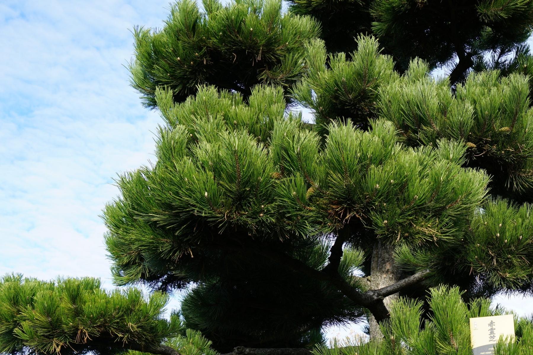 Pine Tree Japanese garden