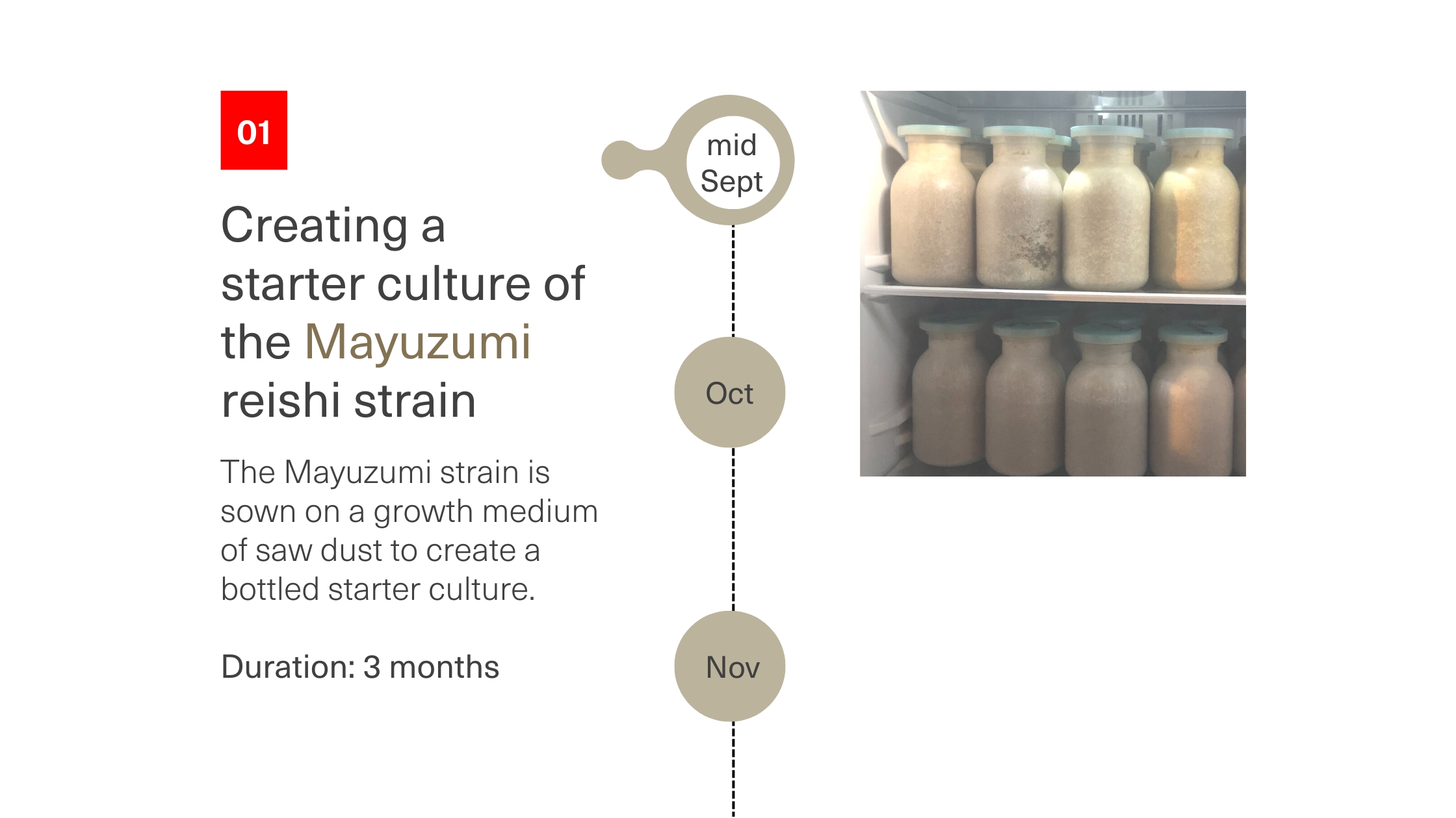 Creating a starter culture of the Mayuzumi reishi strain