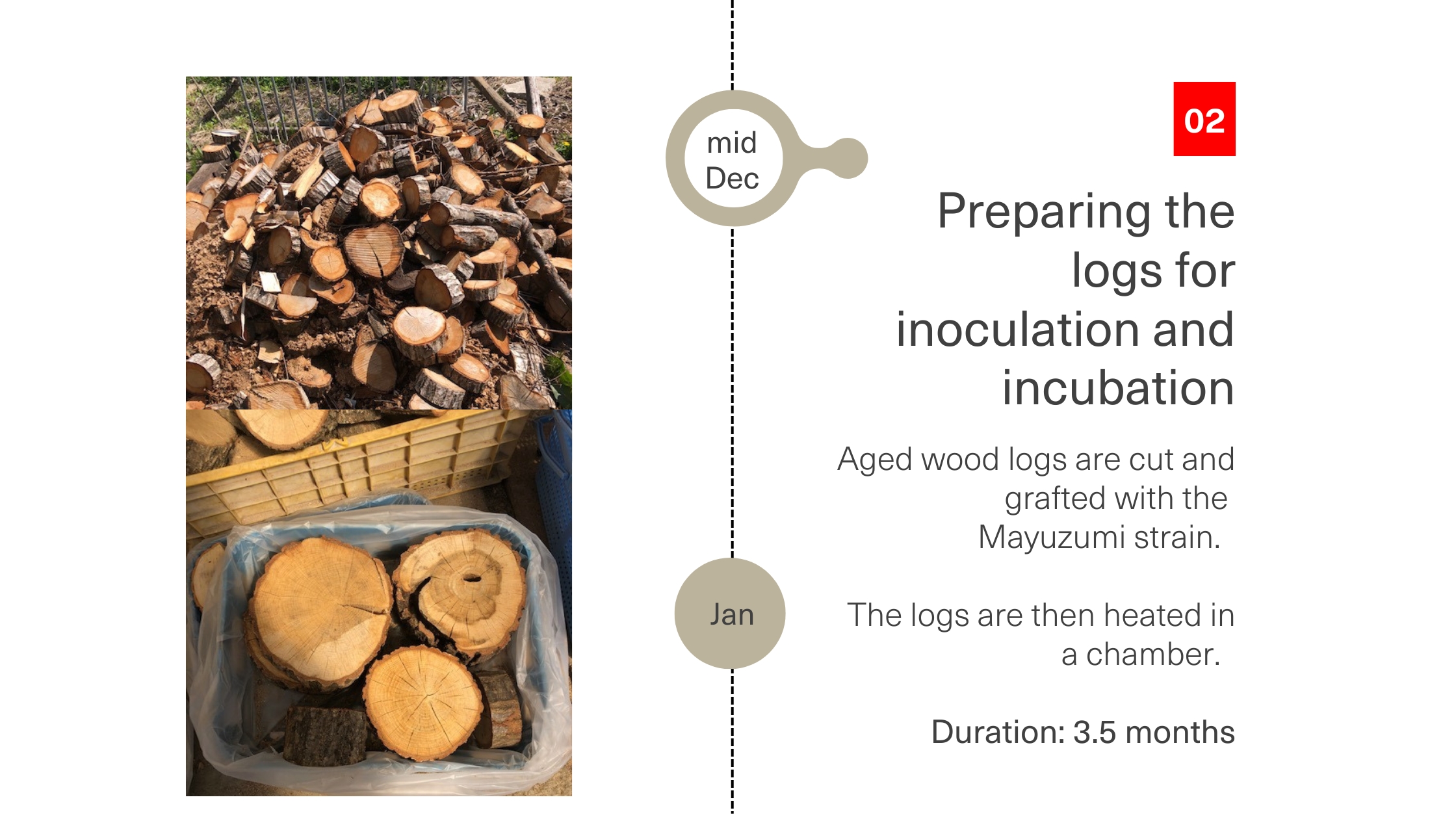 Preparing the logs for inoculation and incubation