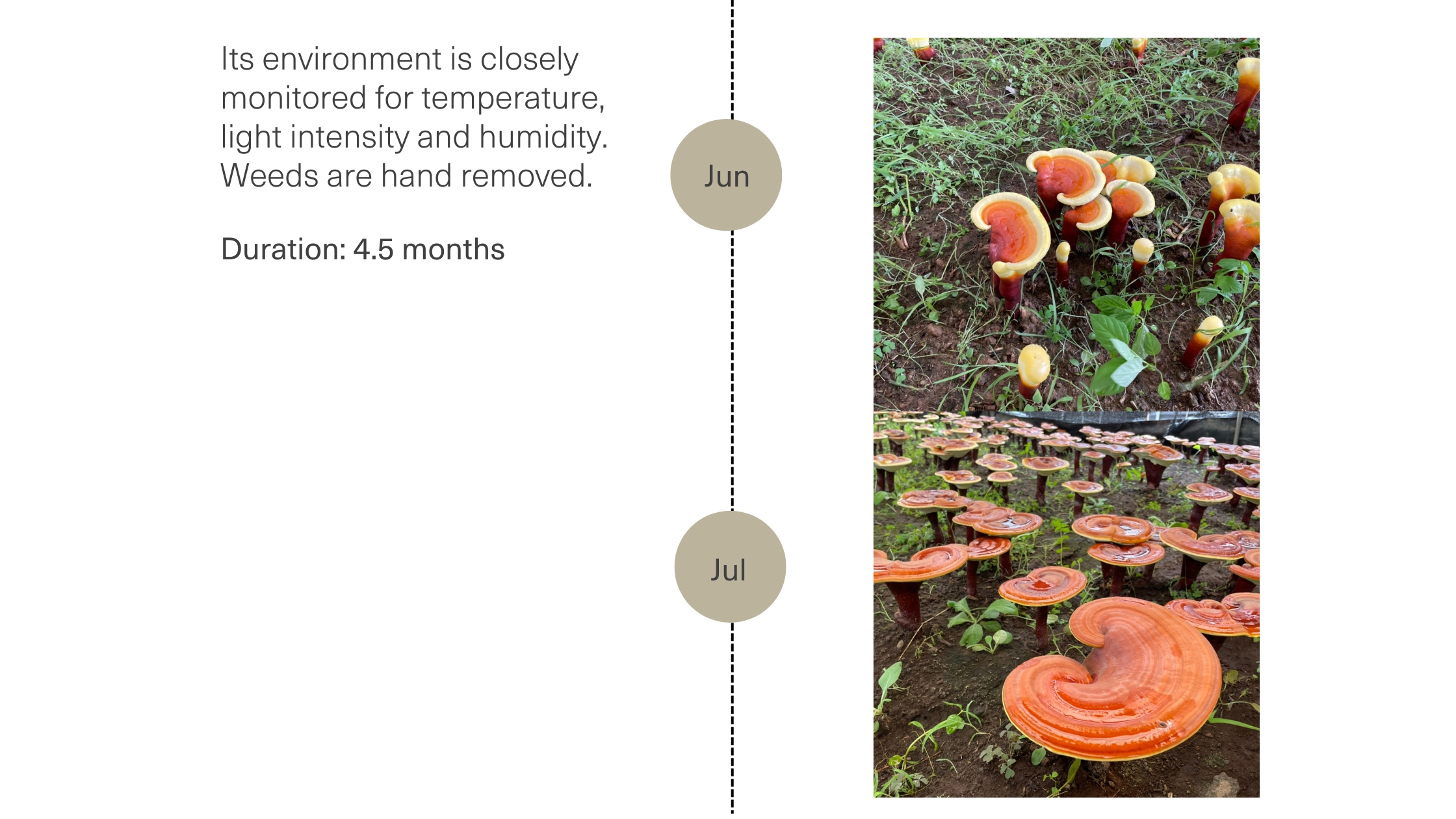 Cultivation of the reishi fruiting bodies